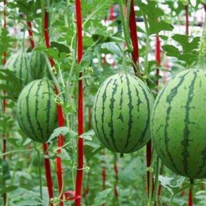 朝阳吃瓜网,揭秘娱乐圈最新热点，带你领略明星幕后故事